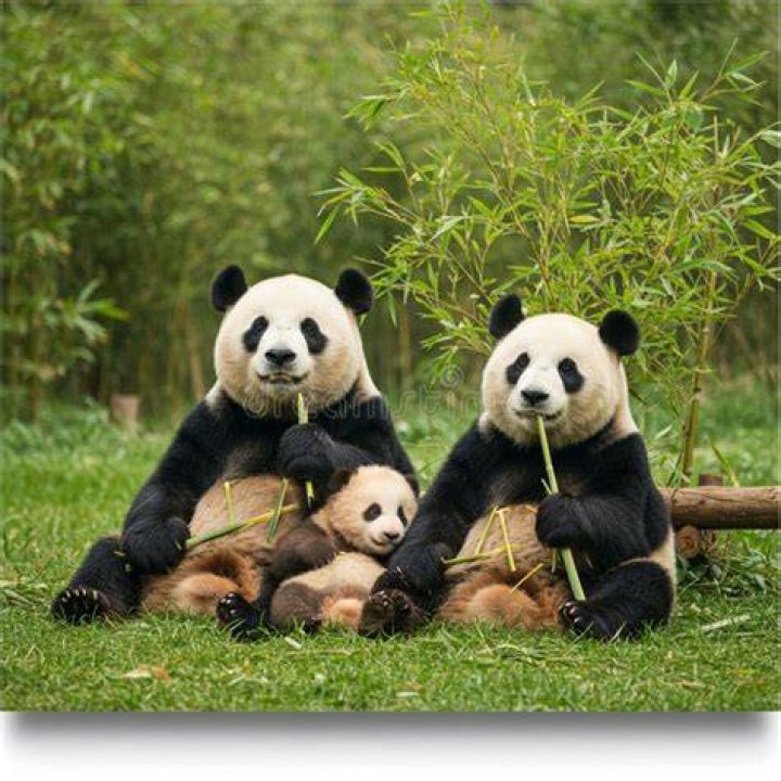 Do adults get PANDAS?