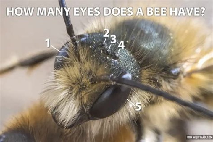 Do all bees have 5 eyes?