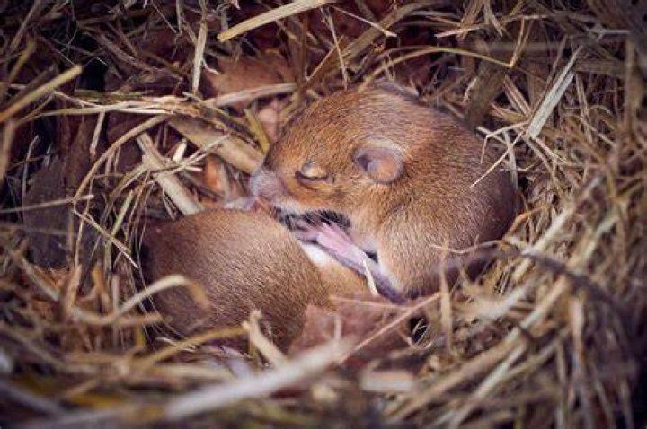 Do all mice leave the nest?