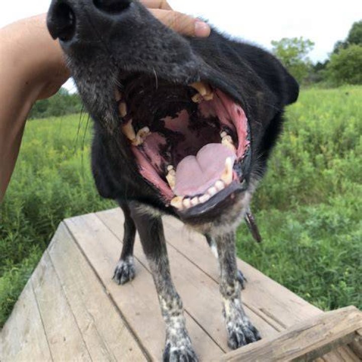 Do all purebred dogs have a black roof of mouth?