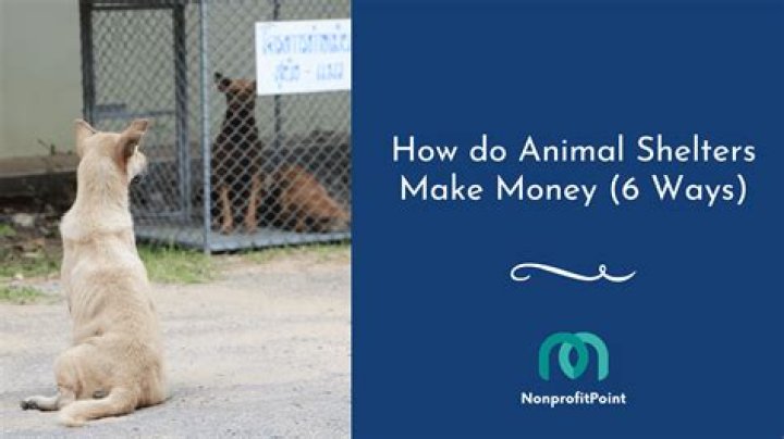 Do animal shelters make a lot of money?