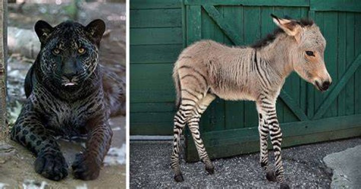 Do animals cross breed in the wild?