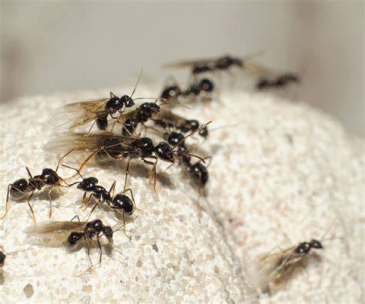 Do ants feed on urine?