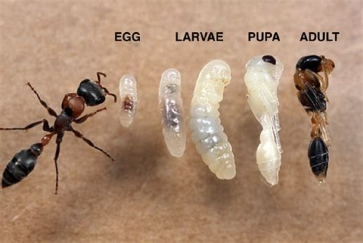 Do ants give birth?