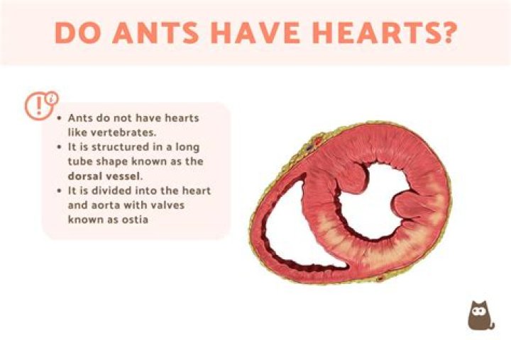 Do ants have a heart?