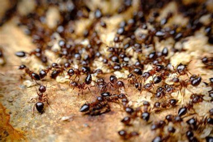 Do ants like ashes?