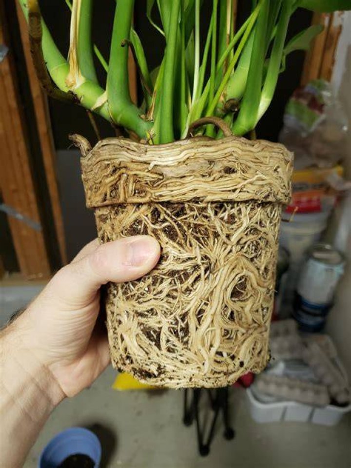 Do arrowheads like to be root bound?
