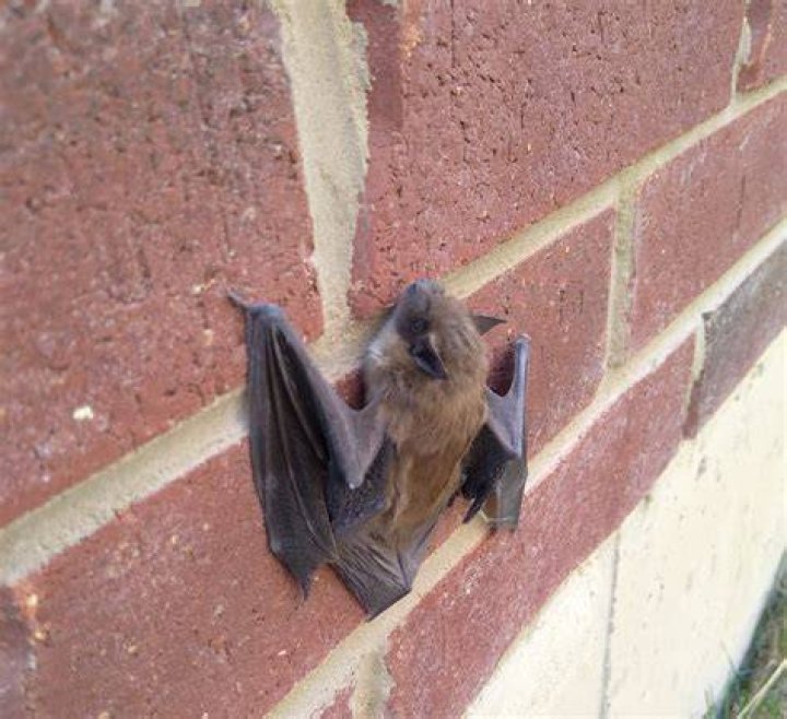 Do bats crawl on walls?