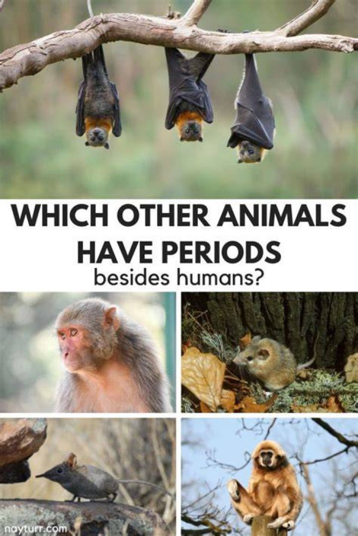 Do bats have periods?