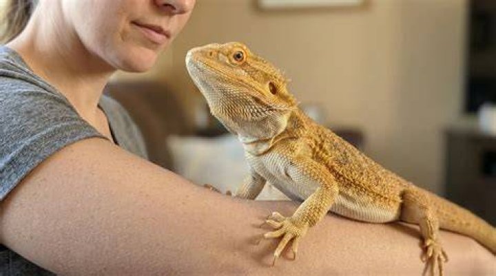 Do bearded dragons recognize you?