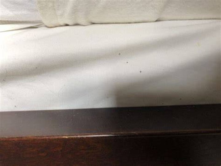 Do bed bugs leave white residue?