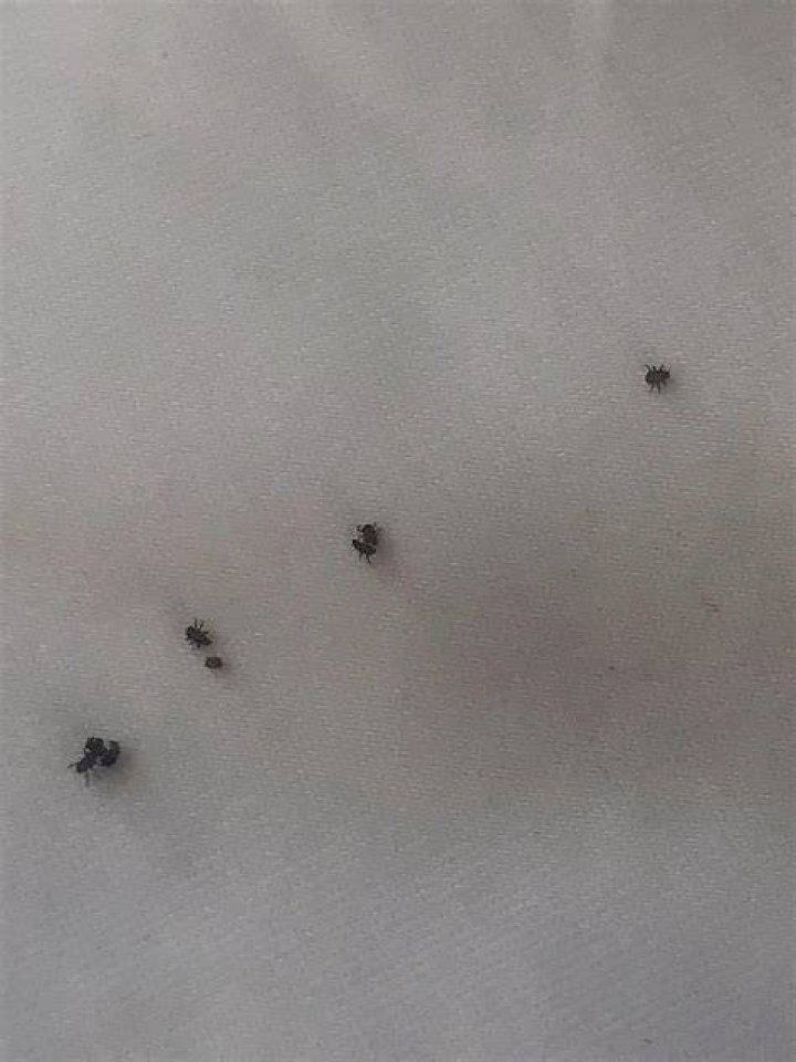 Do bed bugs look like little black dots?