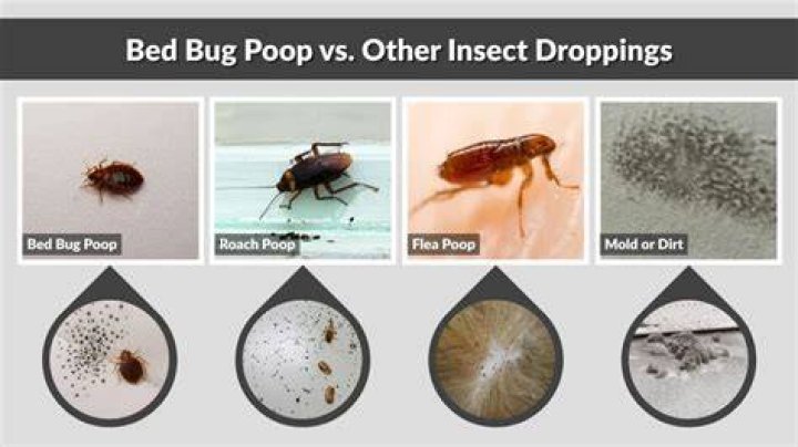Do bed bugs poop on walls?