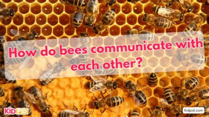 Do bees talk to each other?