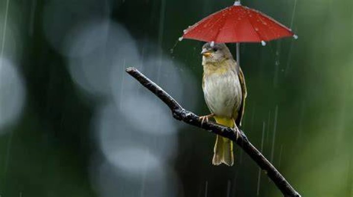 Do birds like rain?