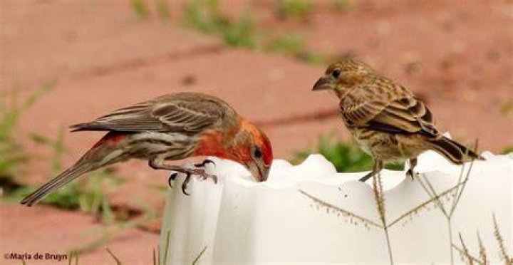 Do birds like salt licks?