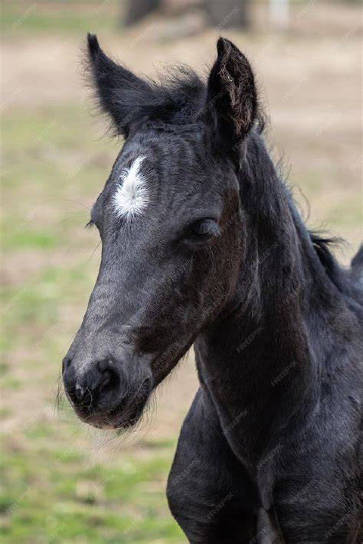 Do black foals stay black?