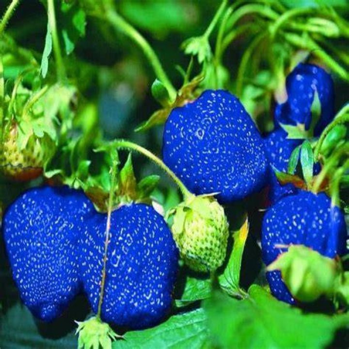 Do blue strawberries exist?