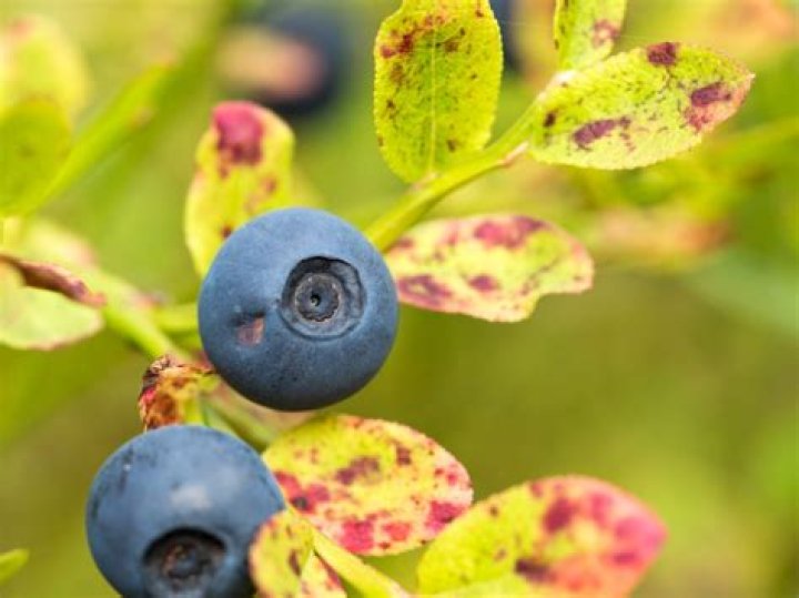 Do blueberries have cyanide?
