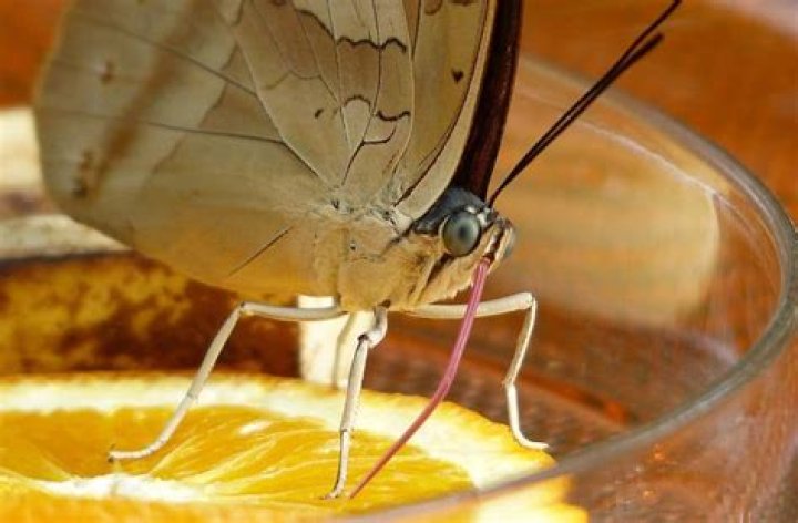 Do butterflies taste with their feet?