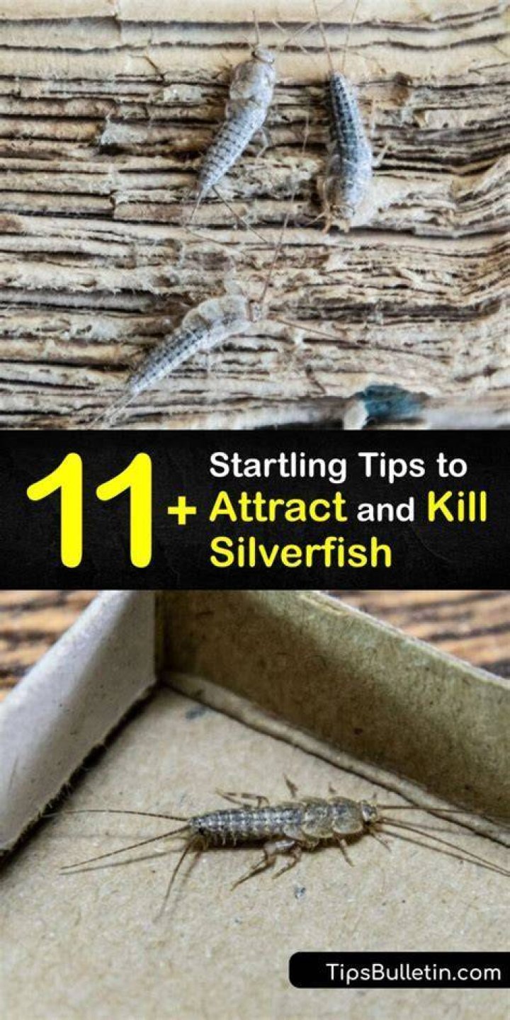 Do cardboard boxes attract silverfish?