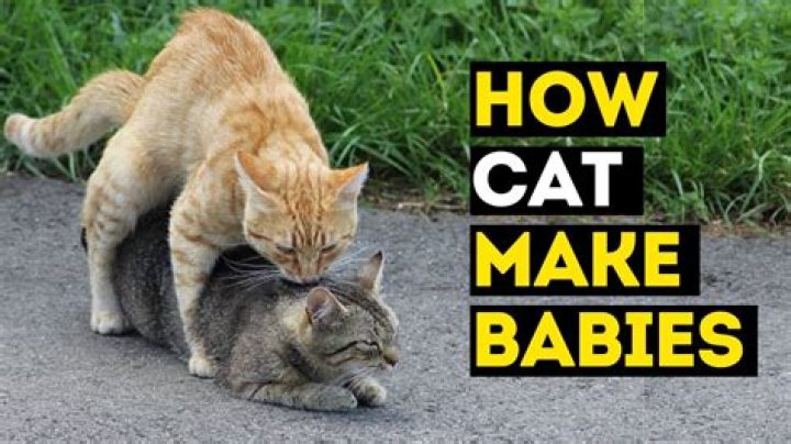 Do cats copy babies?
