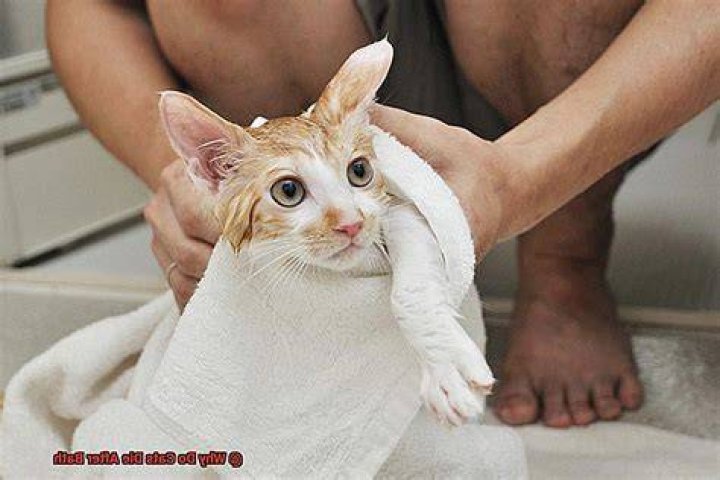 Do cats dry themselves after a bath?