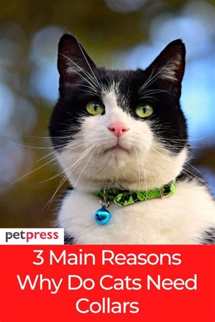 Do cats find collars annoying?