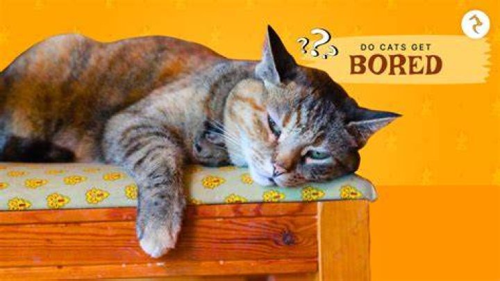 Do cats get bored at home?