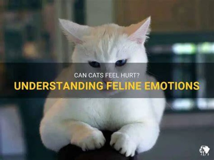 Do cats get their feelings hurt?