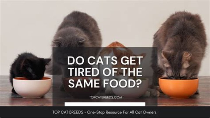 Do cats get tired of the same food?