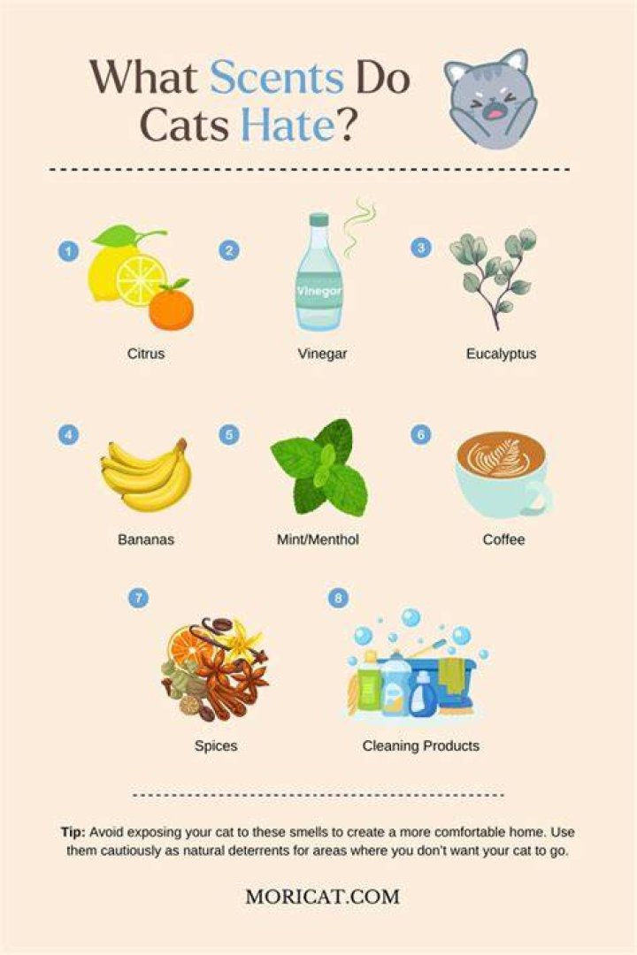 Do cats hate smell of vinegar?