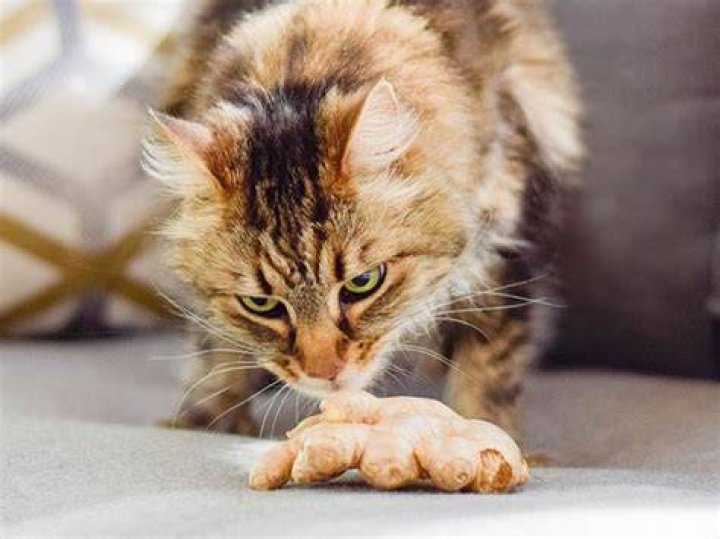 Do cats like ginger smell?