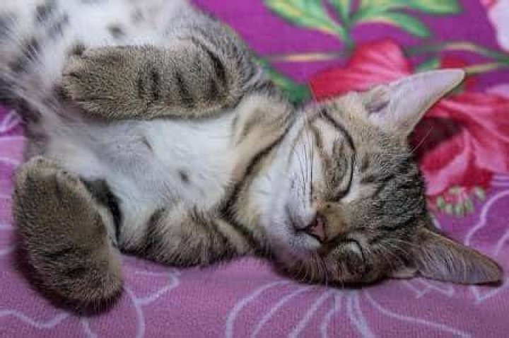 Do cats like their tummy rubbed?