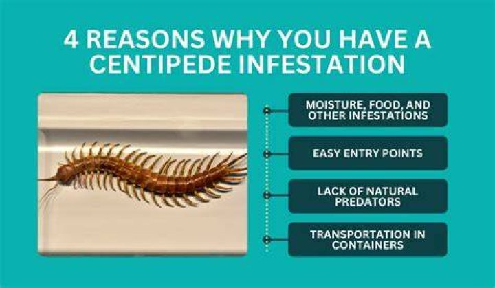 Do centipedes dig into your skin?