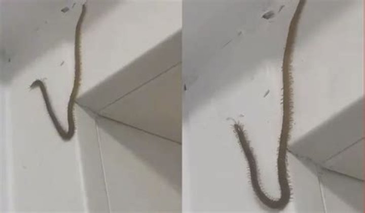 Do centipedes go up walls?