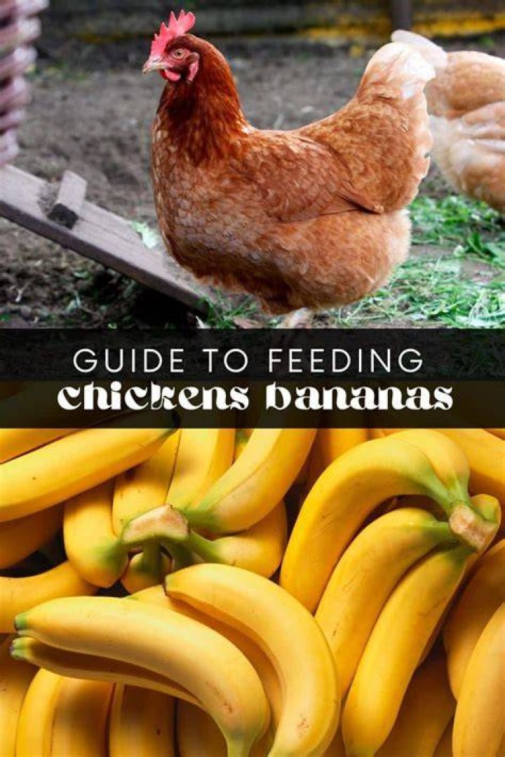 Do chickens eat banana peels?
