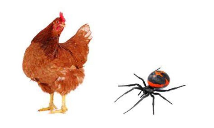 Do chickens eat black widows?
