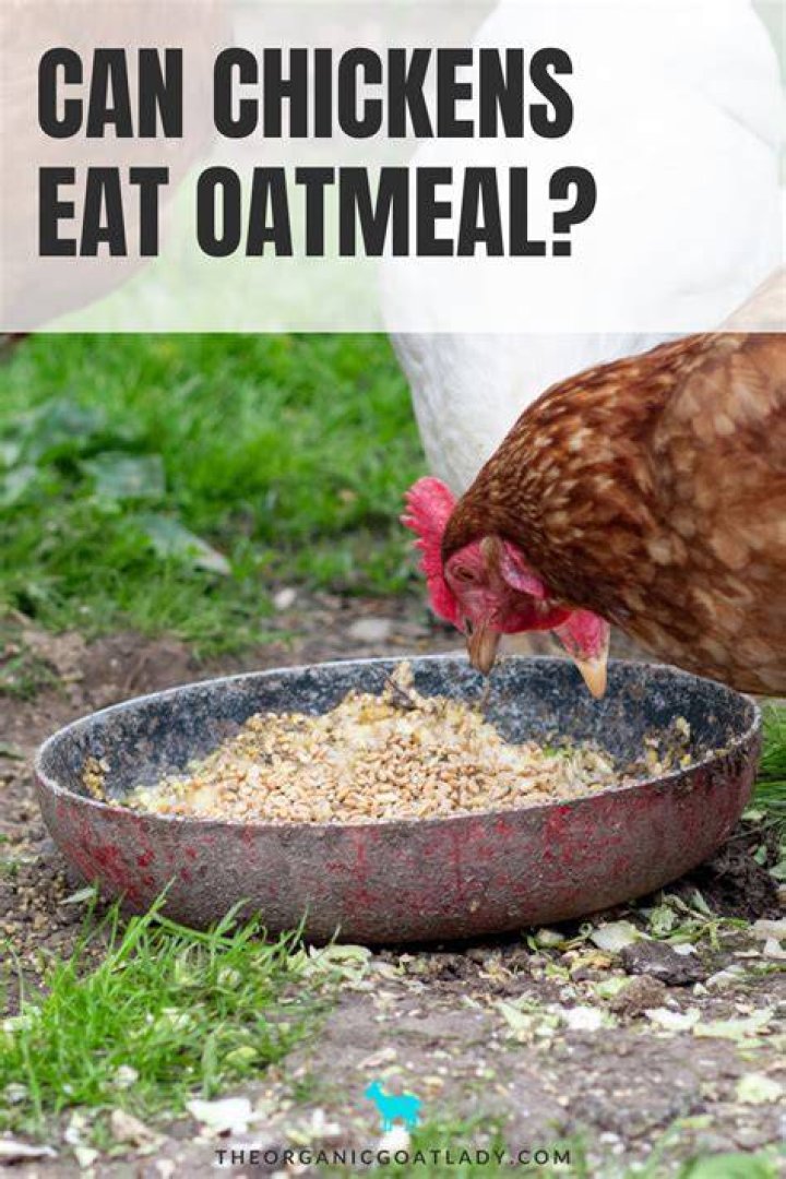 Do chickens eat oatmeal?