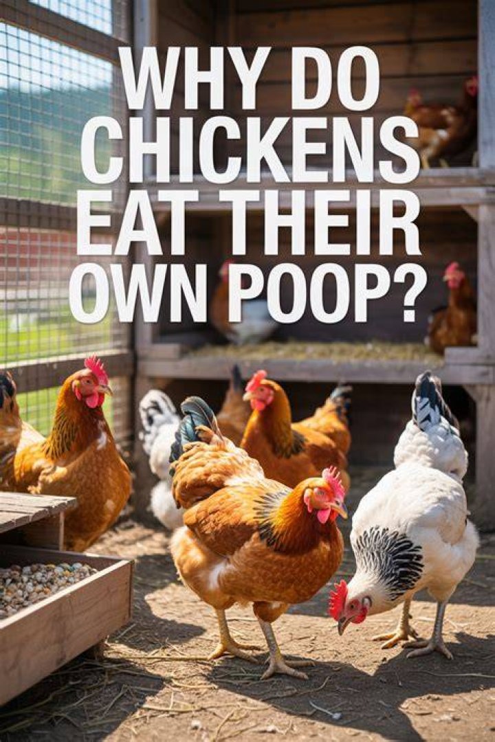 Do chickens eat their own poop?