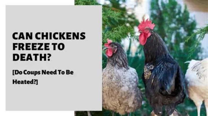 Do chickens freeze when scared?