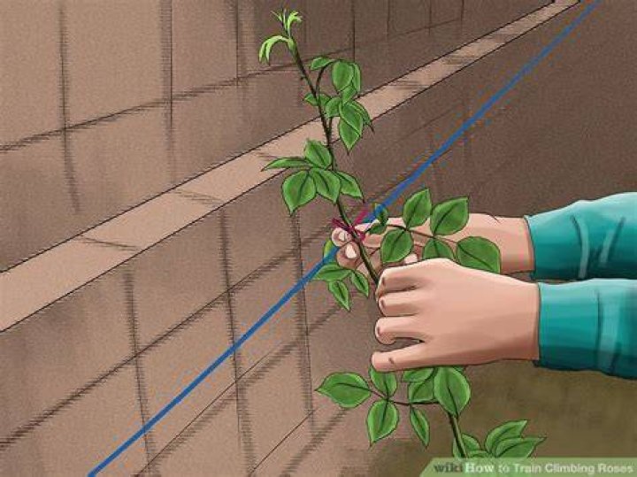 Do climbing roses need lots of water?