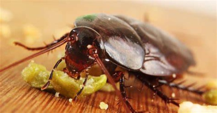Do cockroaches eat termites?