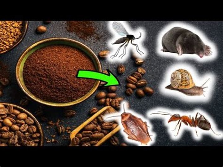 Do cockroaches like the smell of coffee grounds?