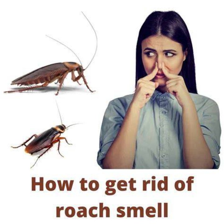 Do cockroaches smell when you squish them?