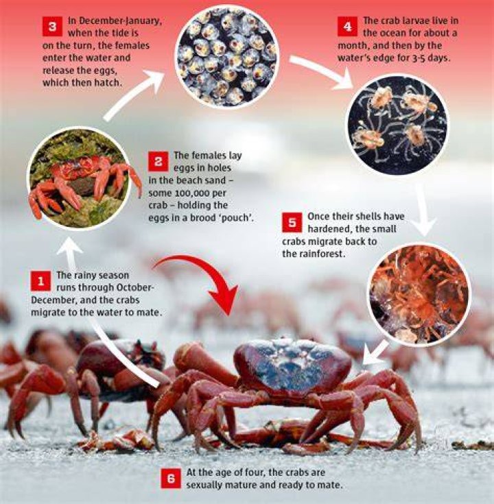 Do crabs STD still exist?
