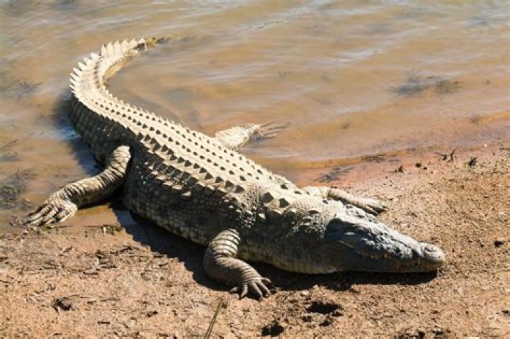 Do crocodiles like pink?