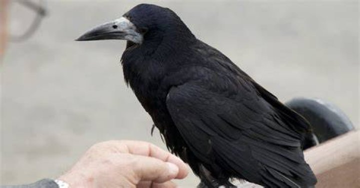 Do crows have self-awareness?