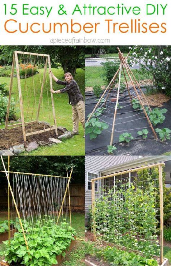 Do cucumbers need a trellis?