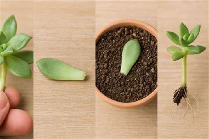 Do cuttings need a dark period?